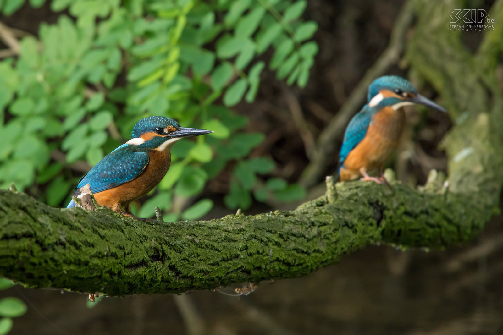 Kingfishers - Couple Finally I found a nice spot in nature my hometown Lommel where a couple of kingfishers is regularly catching fishes. The past few weeks I spent a lot of hours in the early morning near the small stream and I was able to make several good pictures of these beautiful but shy birds. The common kingfisher (alcedo atthis) is a fish-eater with a bright blue orange plumage of about 16cm long. Males are distinguished by their pitch-black lower mandible while females have a dark red spot.  Stefan Cruysberghs